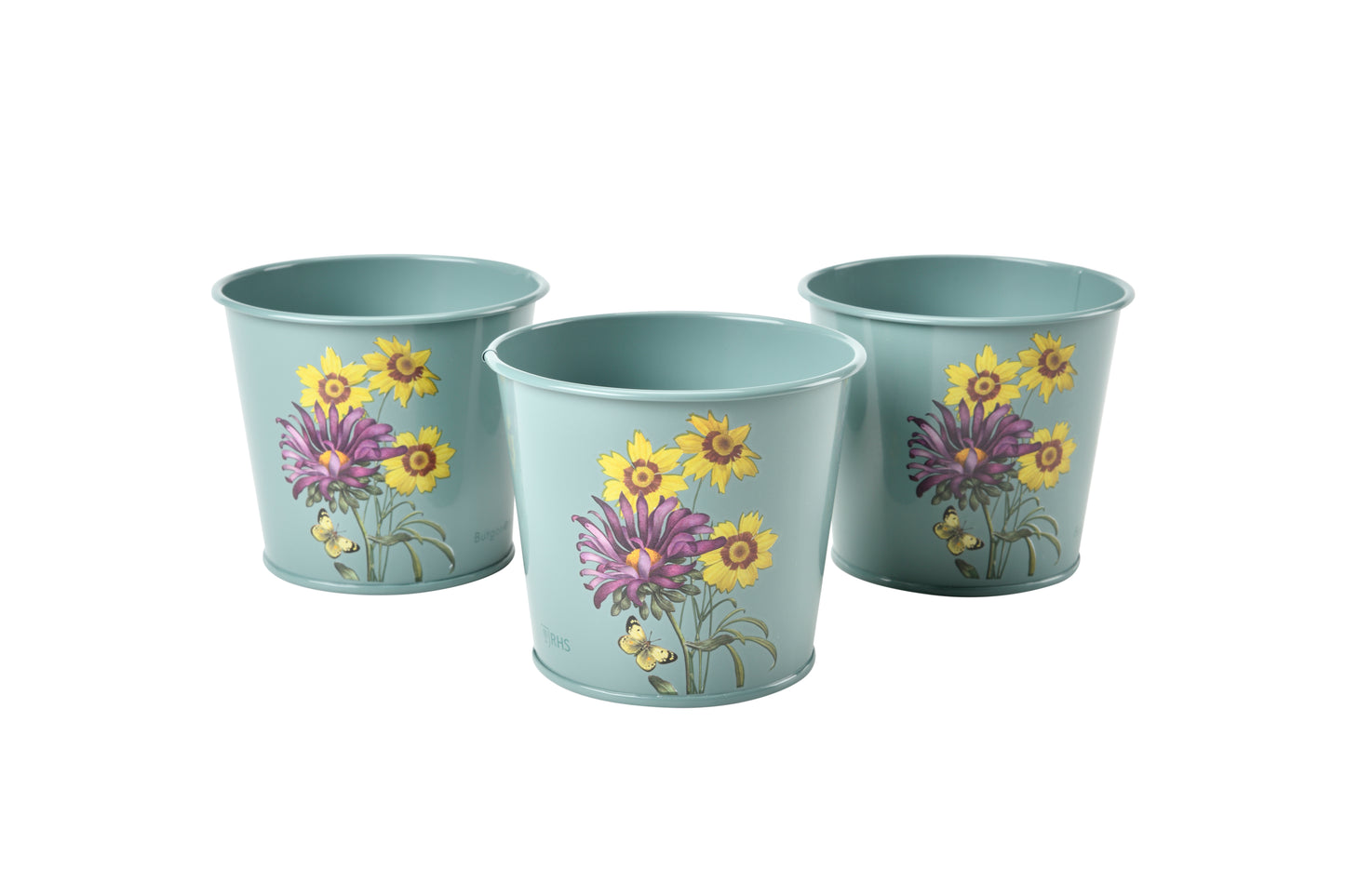Asters: Urte potter (Herb pots)