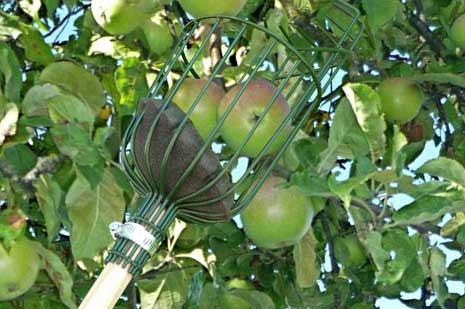 Epleplukker (Apple Picker)