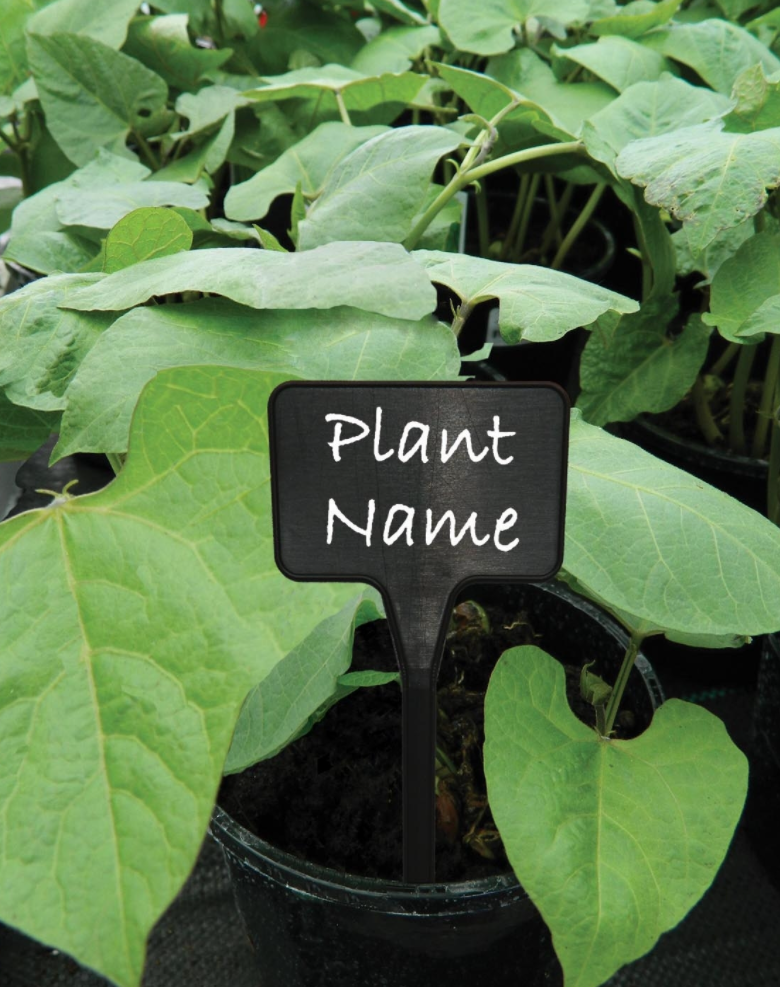 GP Sort T-etiketter (Black Tee Plant labels)